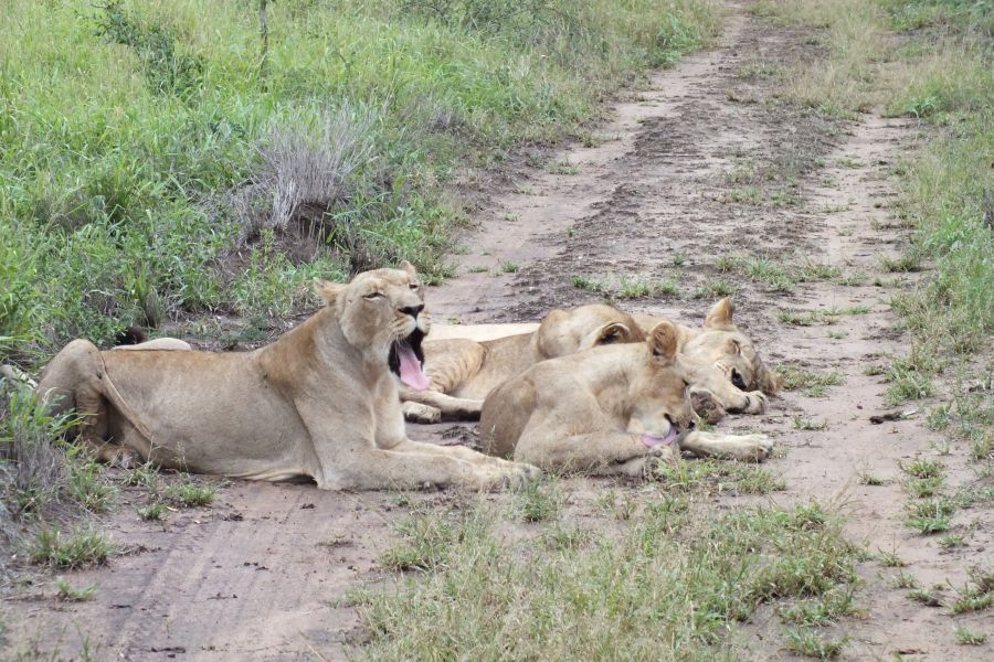Свазиленд Время сиесты Свазиленд Время сиесты
