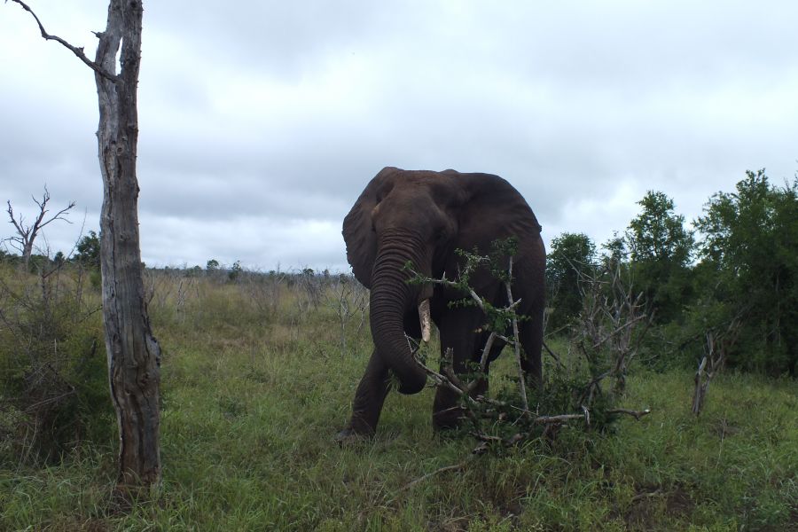 Свазиленд Слон Свазиленд Слон