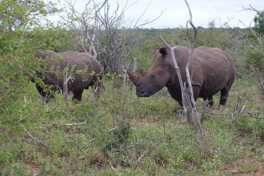 Свазиленд Носороги Свазиленд Носороги