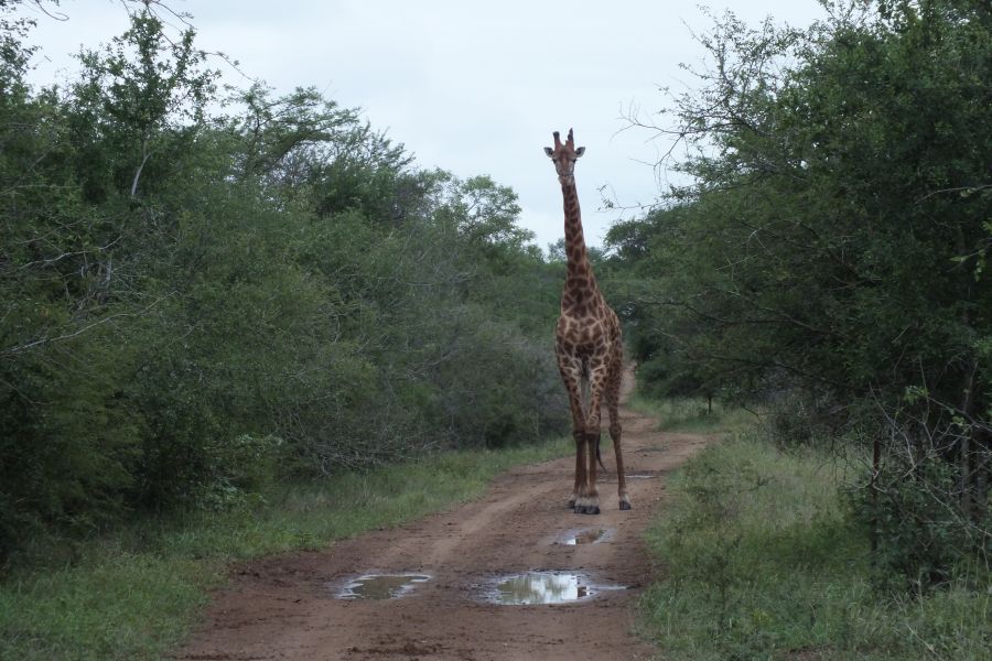 Свазиленд Жираф Свазиленд Жираф