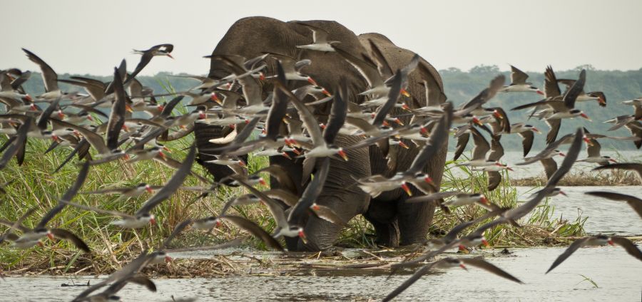 Уганда 5X7W Туристические достопримечательности Национальный парк Королевы Элизабет. Уганда 5X7W Туристические достопримечательности Национальный парк Королевы Элизабет.