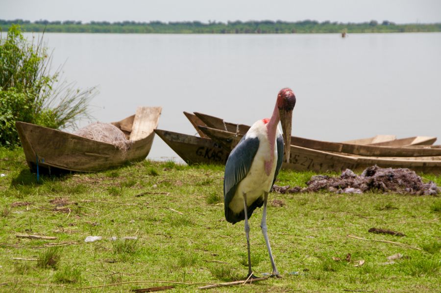 Уганда 5X7W Марабу. Уганда 5X7W Марабу.