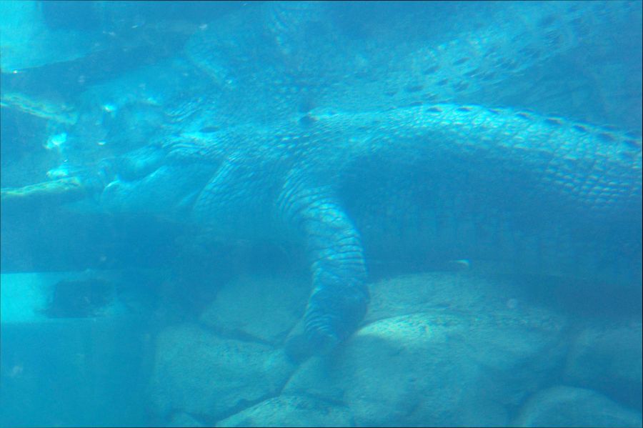 VK5MAV/8 Дарвин Крокодил 1  VK5MAV/8 Дарвин Крокодил 1