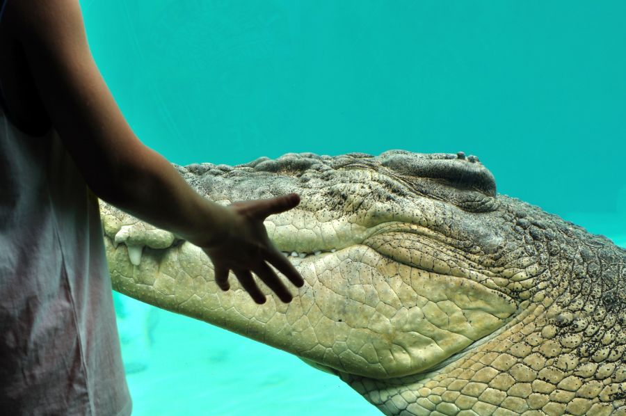 VK5MAV/8 Дарвин Андрей и крокодил  VK5MAV/8 Дарвин Андрей и крокодил