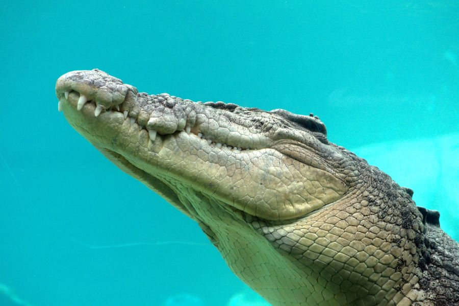 VK5MAV/8 Дарвин Австралийский крокодил VK5MAV/8 Дарвин Австралийский крокодил