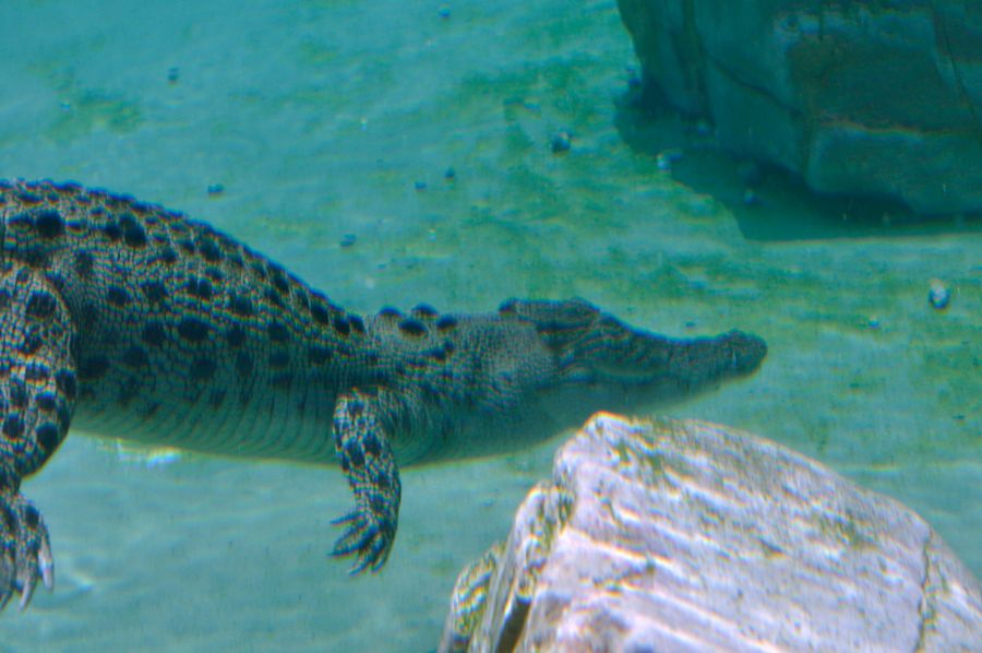 Дарвин Крокодил под водой Дарвин Крокодил под водой