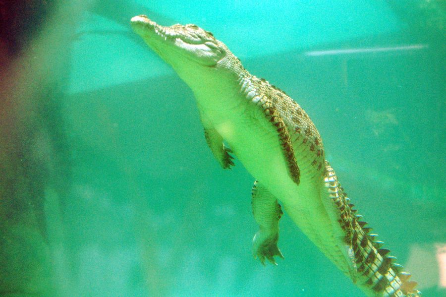 VK5MAV/8 Дарвин Крокодил  VK5MAV/8 Дарвин Крокодил