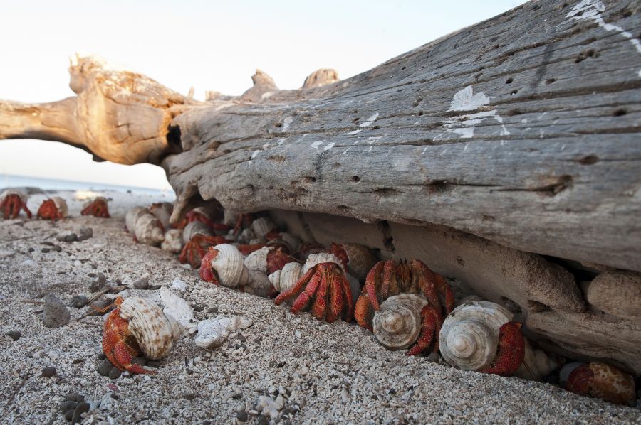 Willis Islets VK9WA DX News Willis Islets VK9WA DX News