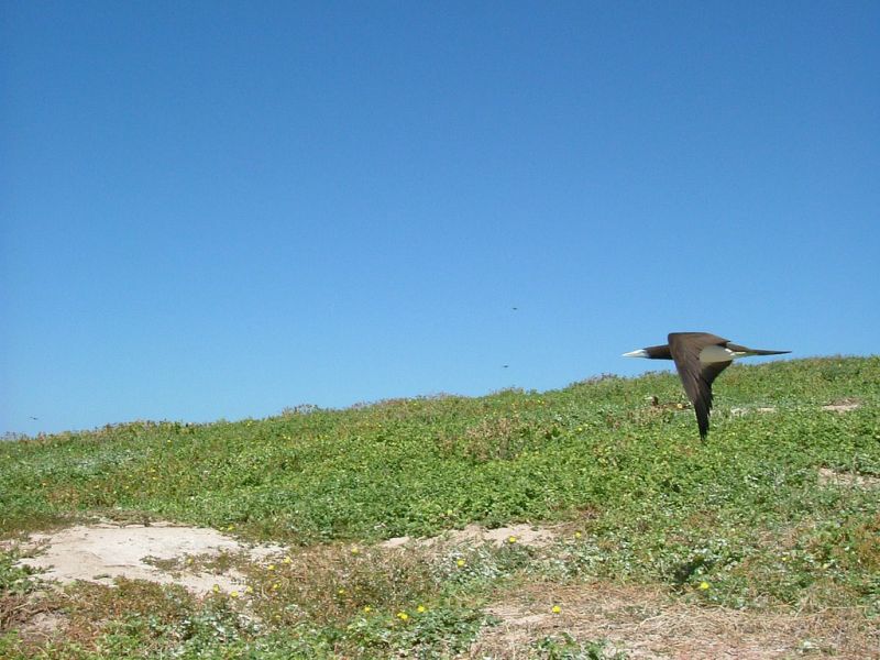 Willis Islets VK9WA Willis Islets VK9WA