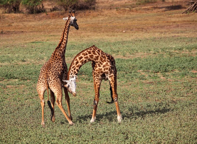 Zambia 9J2HN Tourist attractions  Zambia 9J2HN Tourist attractions