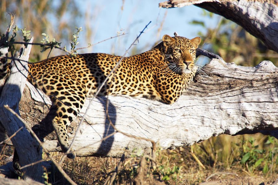 Zambia 9J2JOCV Zambia 9J2JOCV