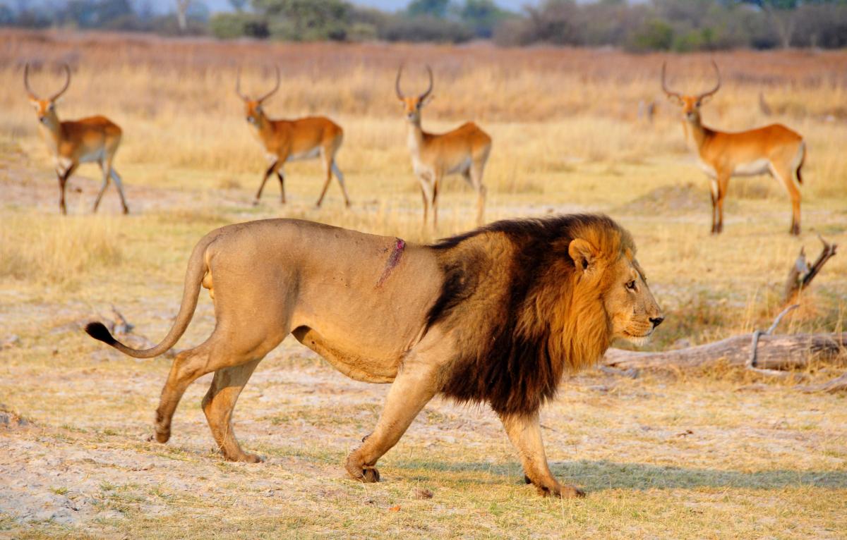 A25VR Moremi Reserve, Botswana. Tourist attractions spot