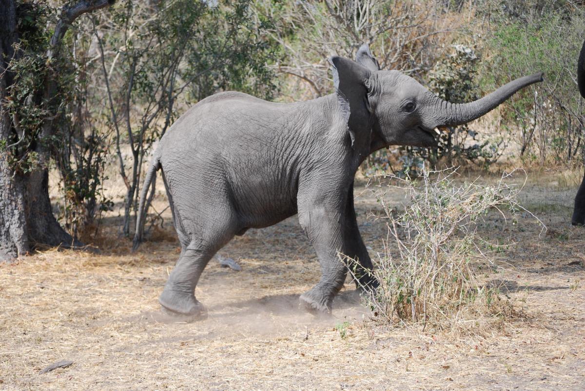 A25VR Elephant, Okavango Delta, Botswana.