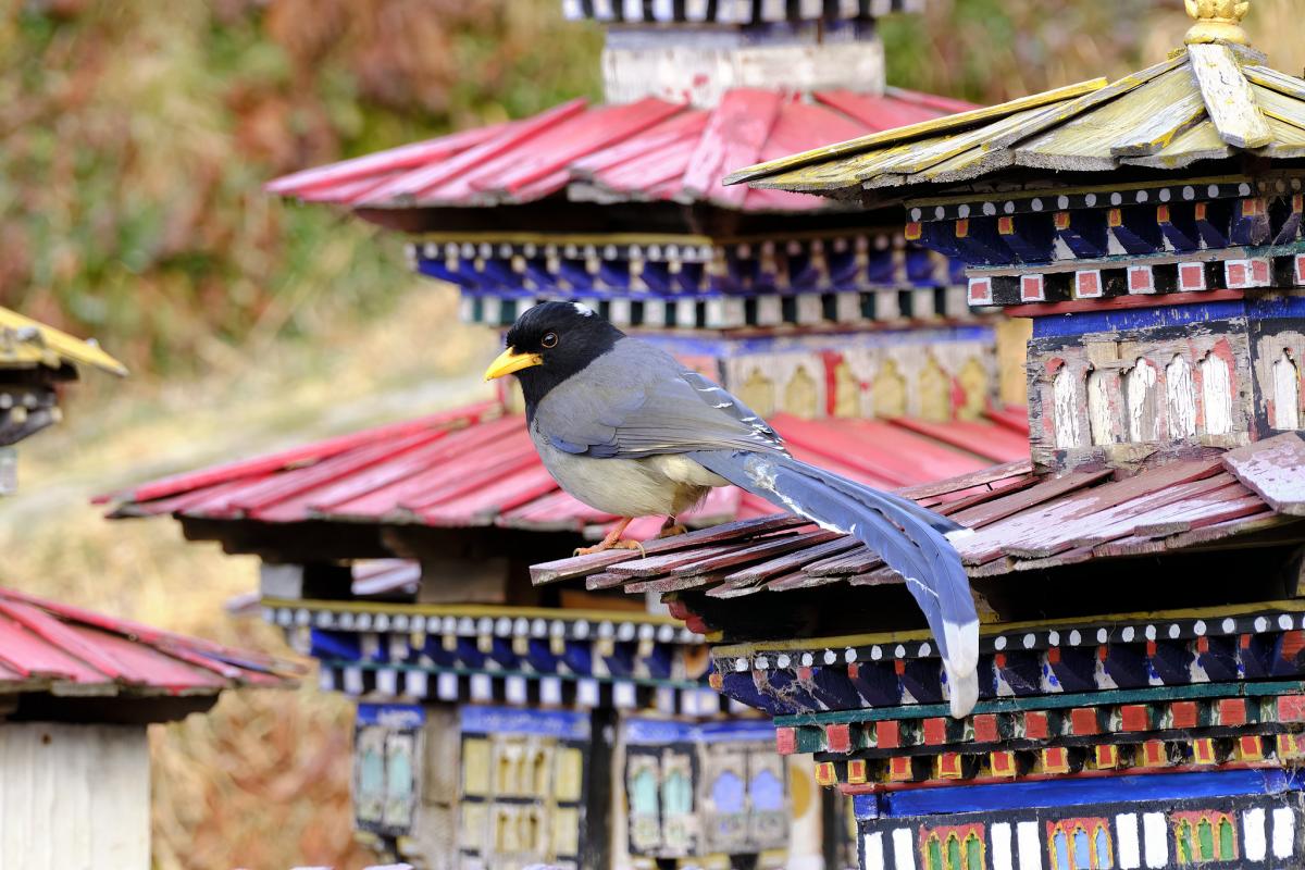 A52AA Бутан A52AA Бутан