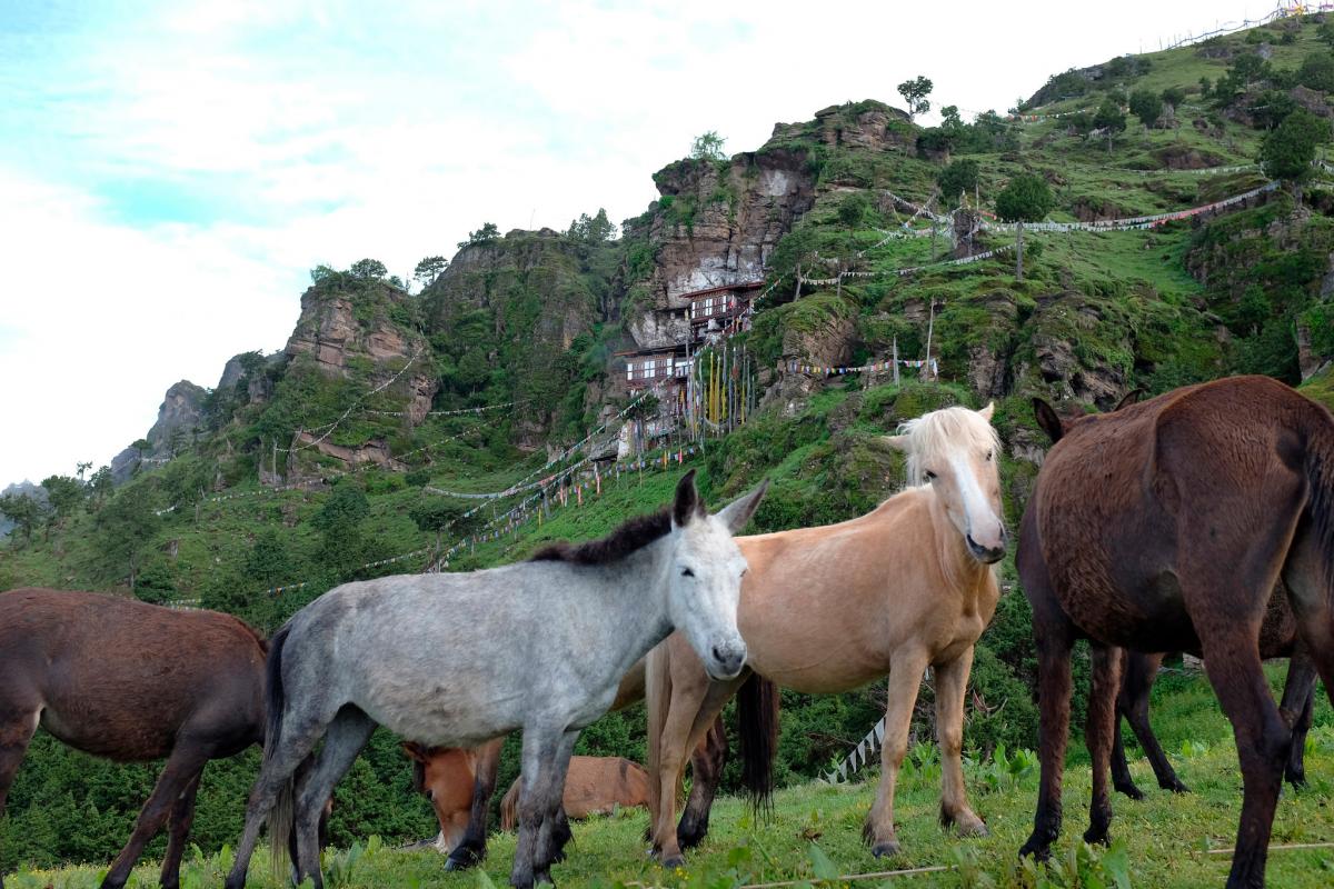 A52CC Бутан A52CC Бутан