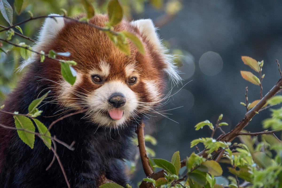 A52G Bhutan Tourist attractions spot A52G Bhutan Tourist attractions spot