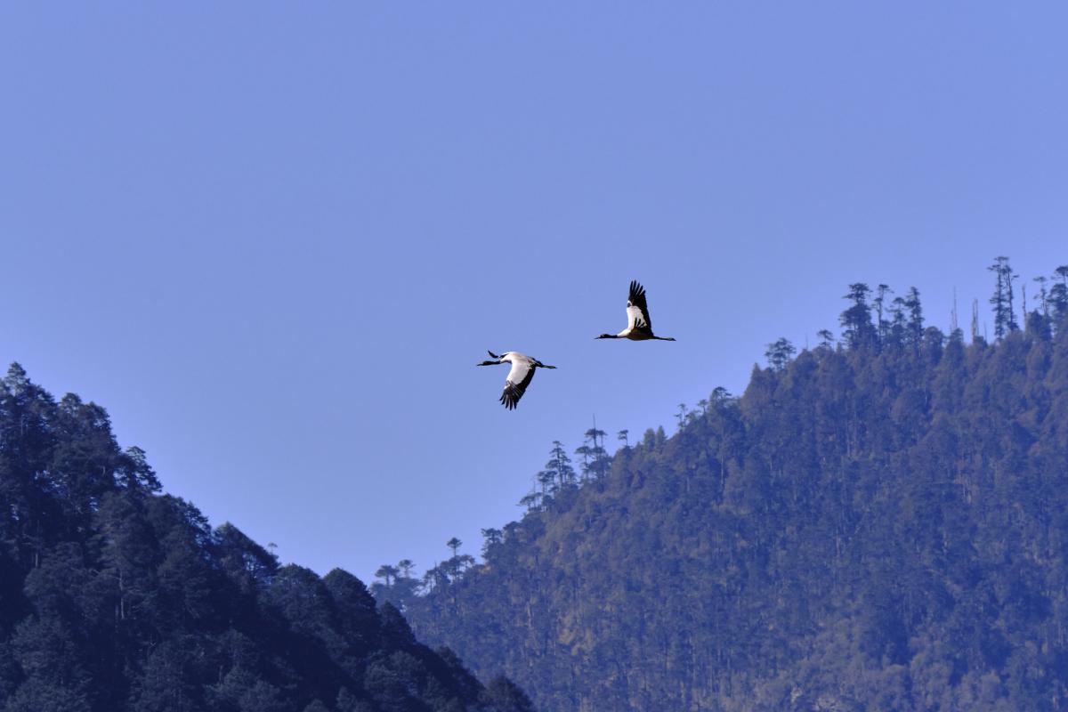 A52P A52CI Bhutan Tourist attractions spot A52P A52CI Bhutan Tourist attractions spot