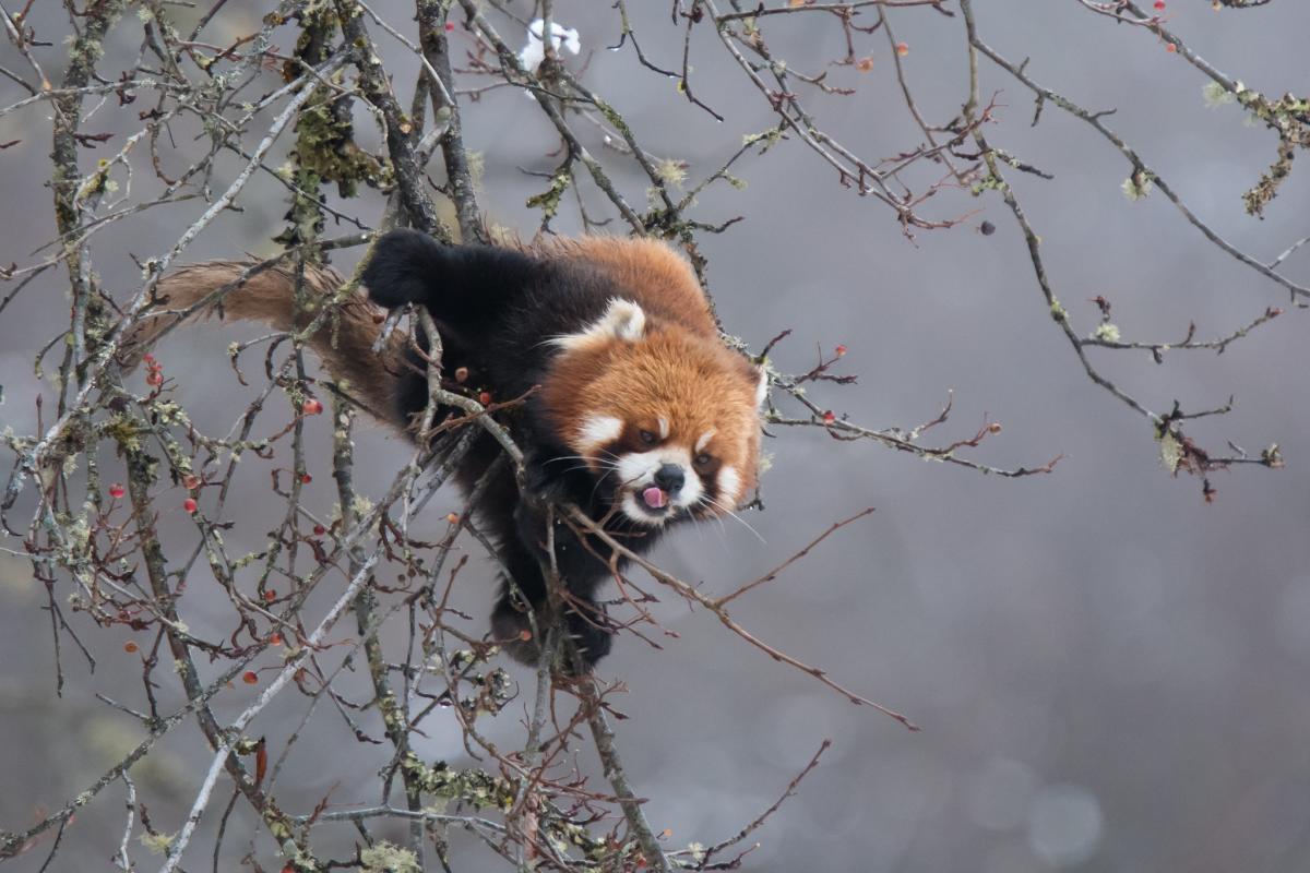 A5B A50BOC A50BPC Red Panda, Bhutan Tourist attractions spot