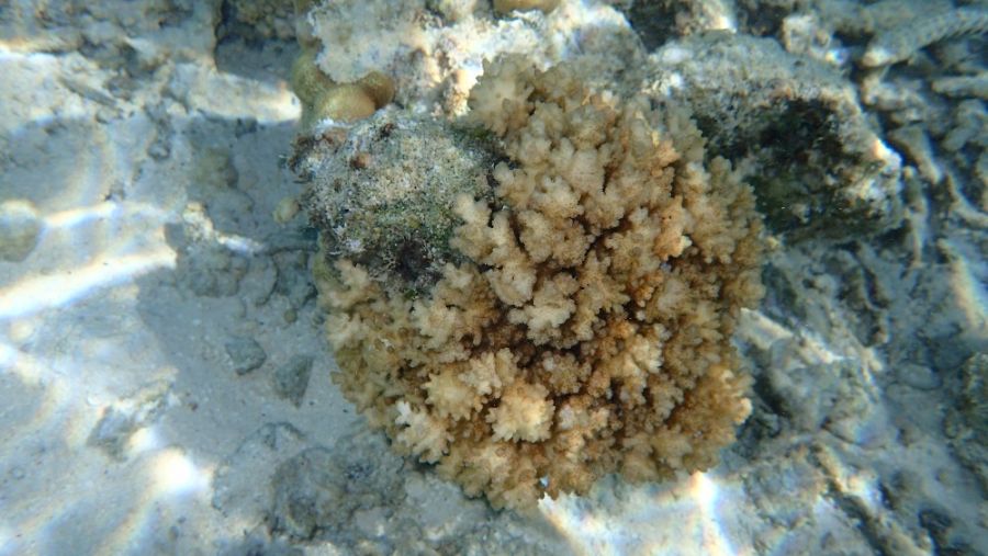 Aitutaki Island Cook Islands Diving