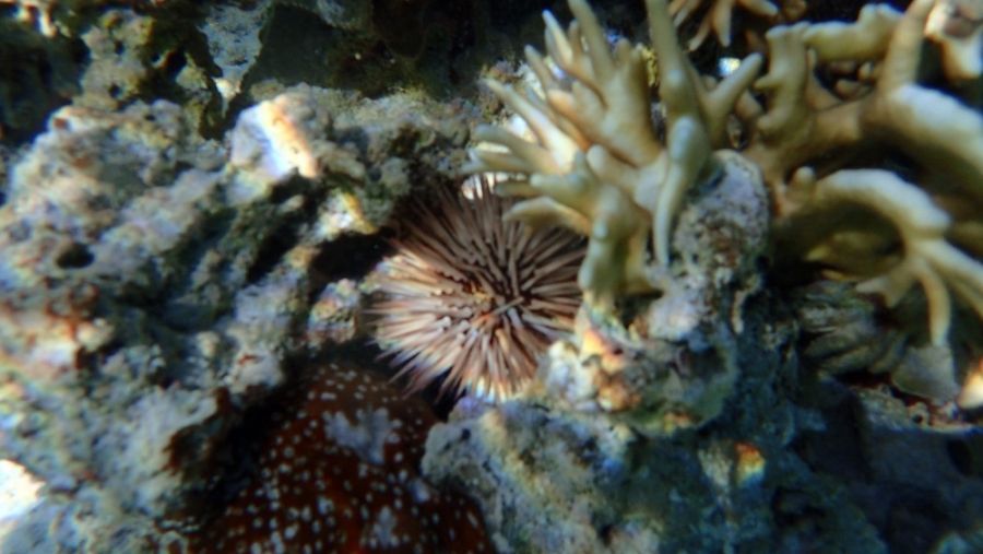 Aitutaki Island Cook Islands Picture 9