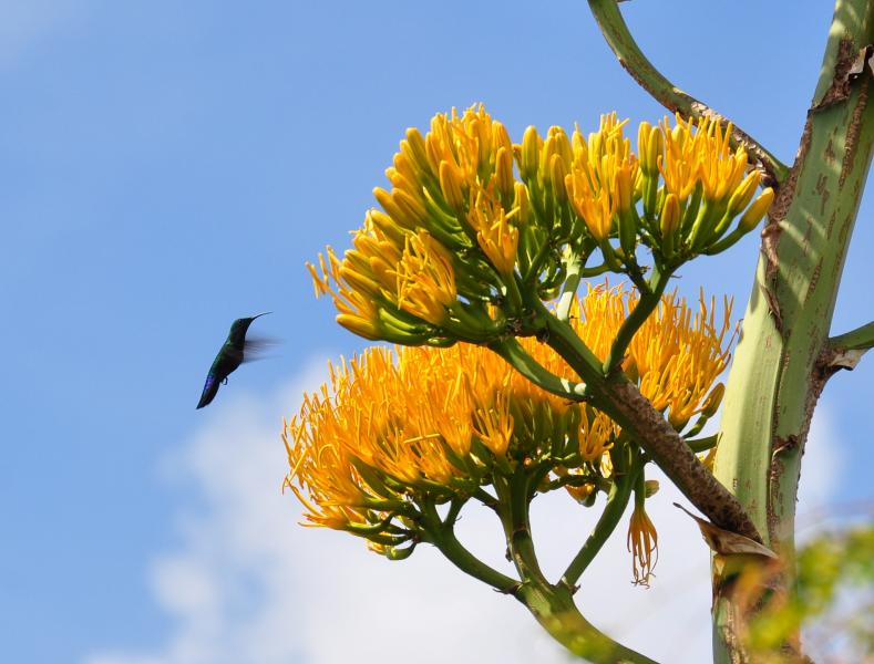 Antigua Island V21XN Tourist attractions spot Hummingbird feeding on aloe vera.