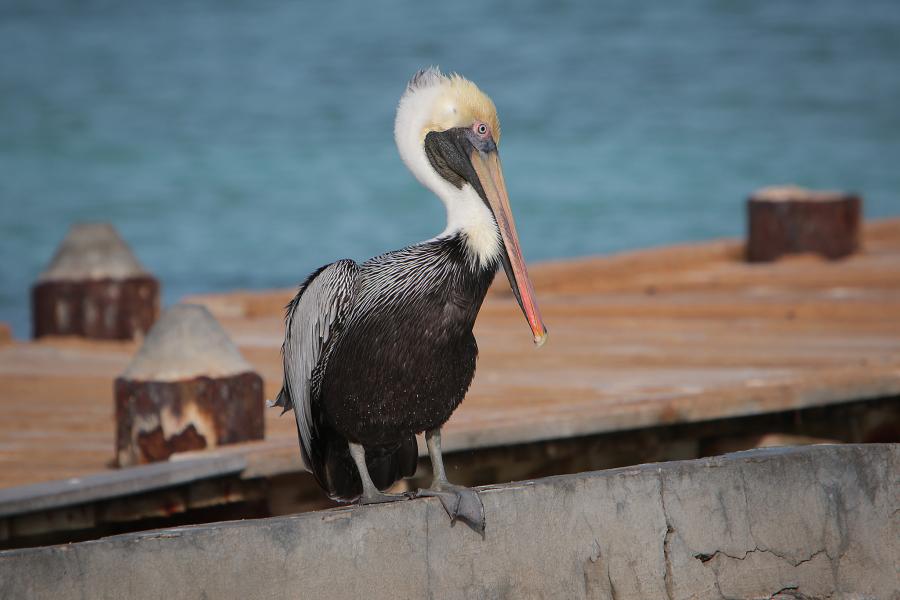 Aruba P40XX Tourist attractions spot Pelican Rodger Beach