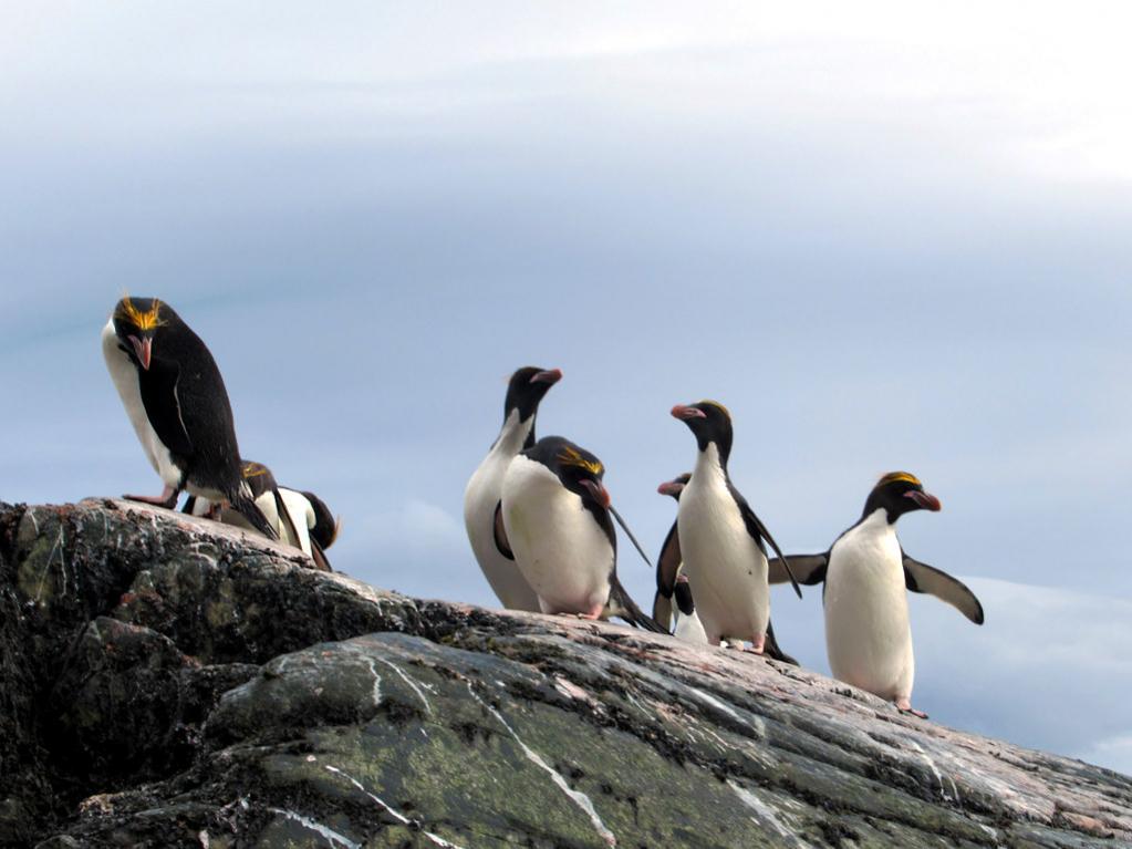 AT42I Macaroni Penguins, Antarctica. Tourist attractions spot AT42I Macaroni Penguins, Antarctica. Tourist attractions spot