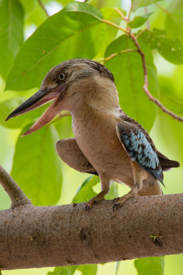 Кукабарра, Австралия Кукабарра, Австралия