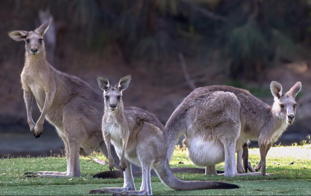 Австралия с их животными