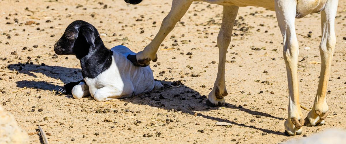 Козленок, Бахрейн Козленок, Бахрейн