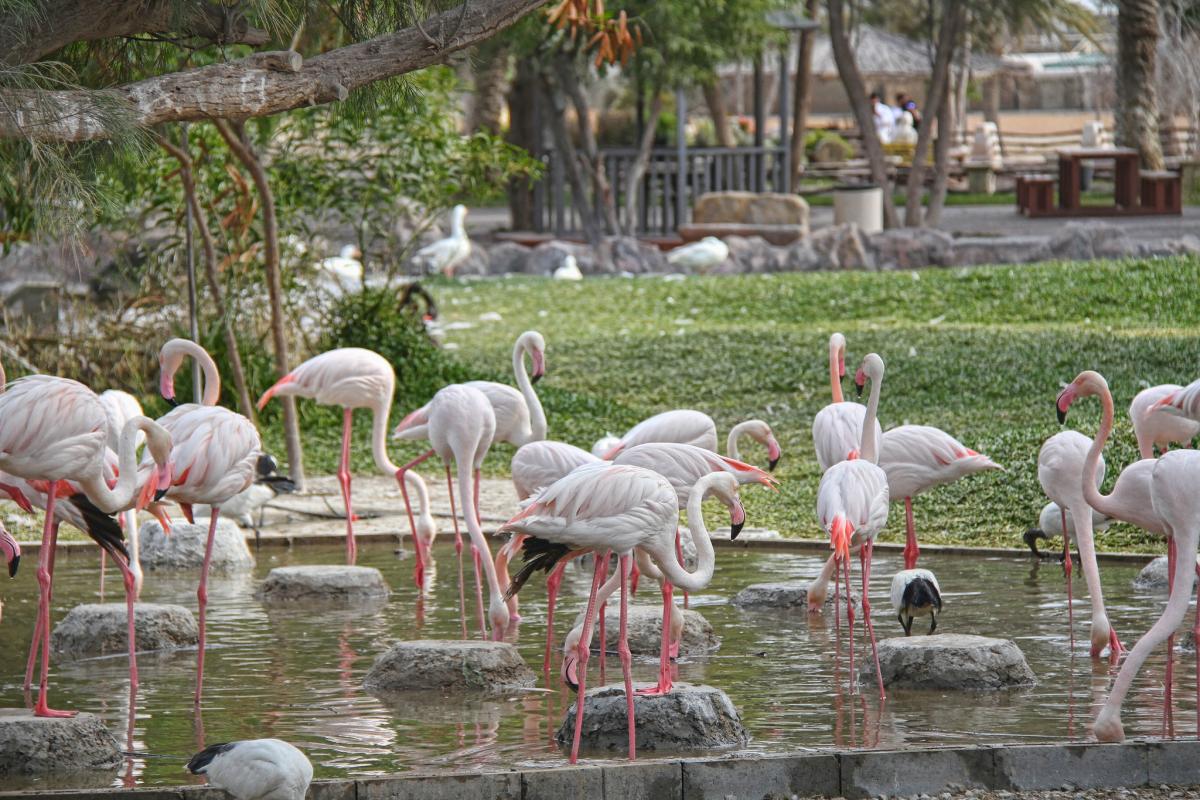 Парк Аль Арин, Бахрейн Парк Аль Арин, Бахрейн