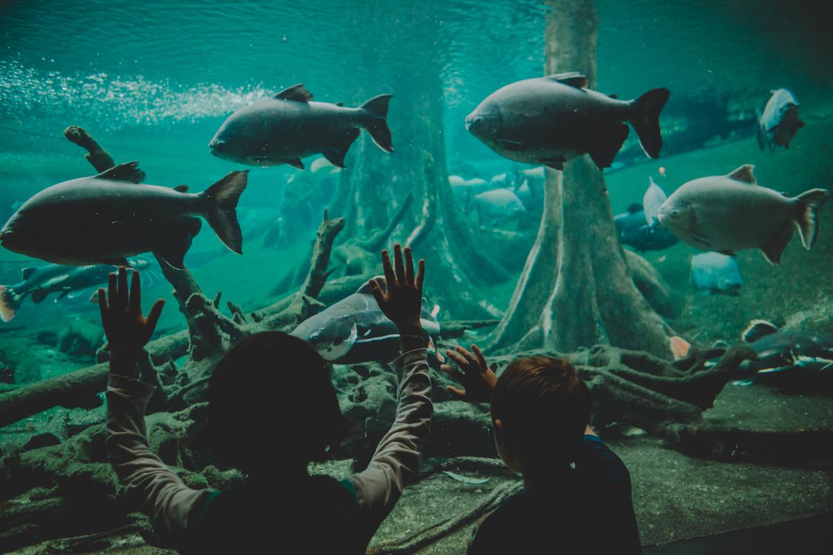 Cosmo Caixa, Барселона Cosmo Caixa, Барселона