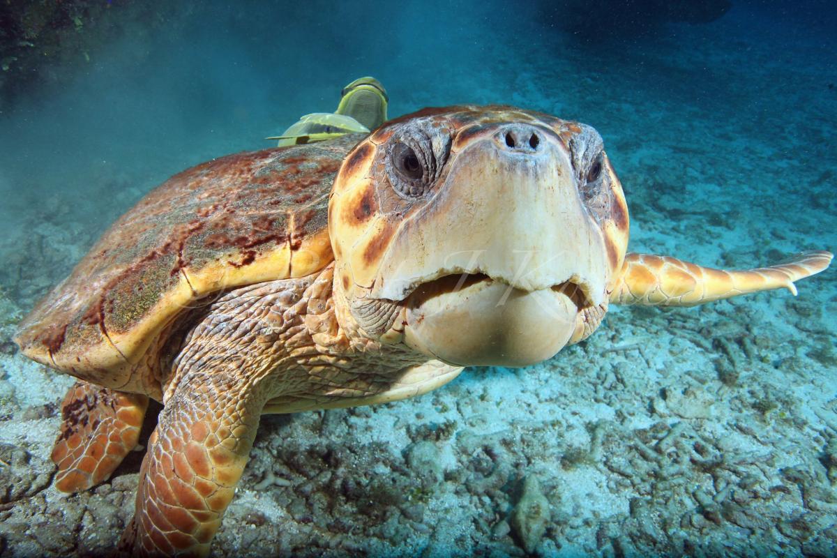 Черепаха, Белиз Черепаха, Белиз