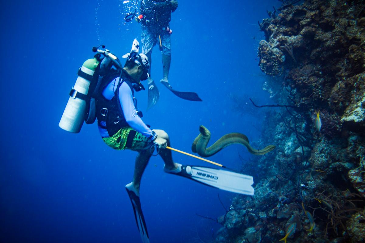 Дайвинг, Голубая Дыра, Белиз Дайвинг, Голубая Дыра, Белиз