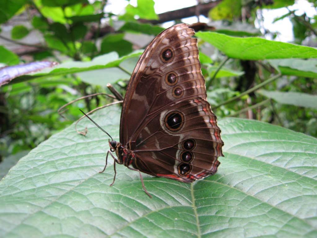 Ферма бабочек, Белиз Ферма бабочек, Белиз
