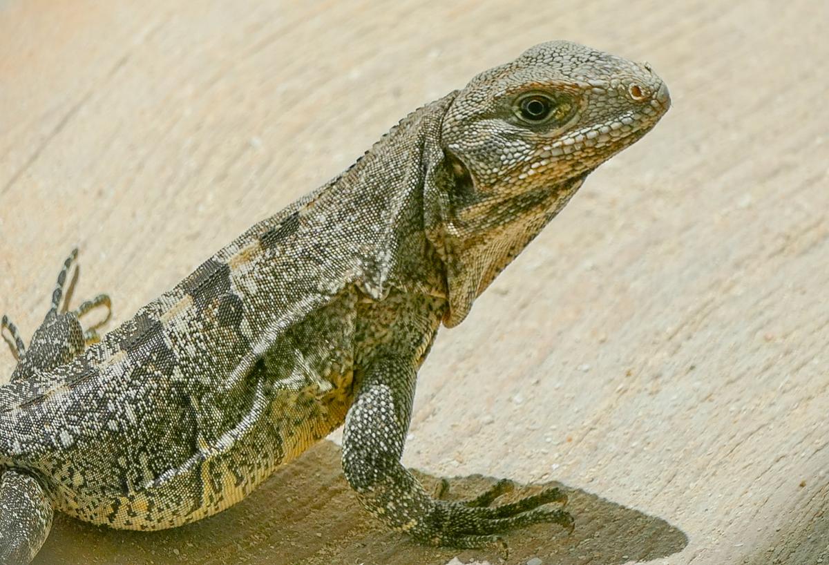 Игуана, Махогани Бэй, Сан Педро, Белиз Игуана, Махогани Бэй, Сан Педро, Белиз