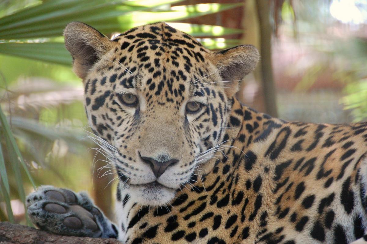 Ягуар, Белиз Ягуар, Белиз