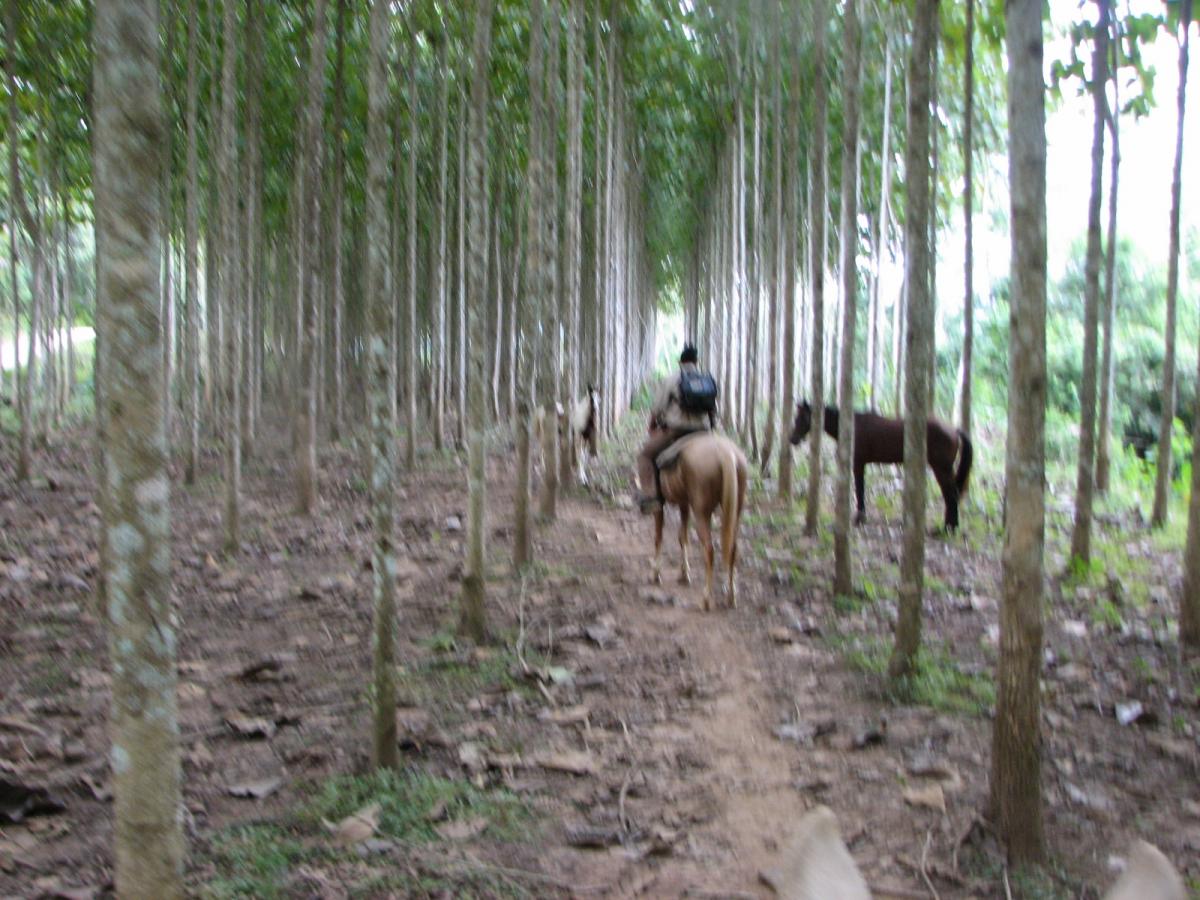 Дерево королей Махагони, Белиз Дерево королей Махагони, Белиз