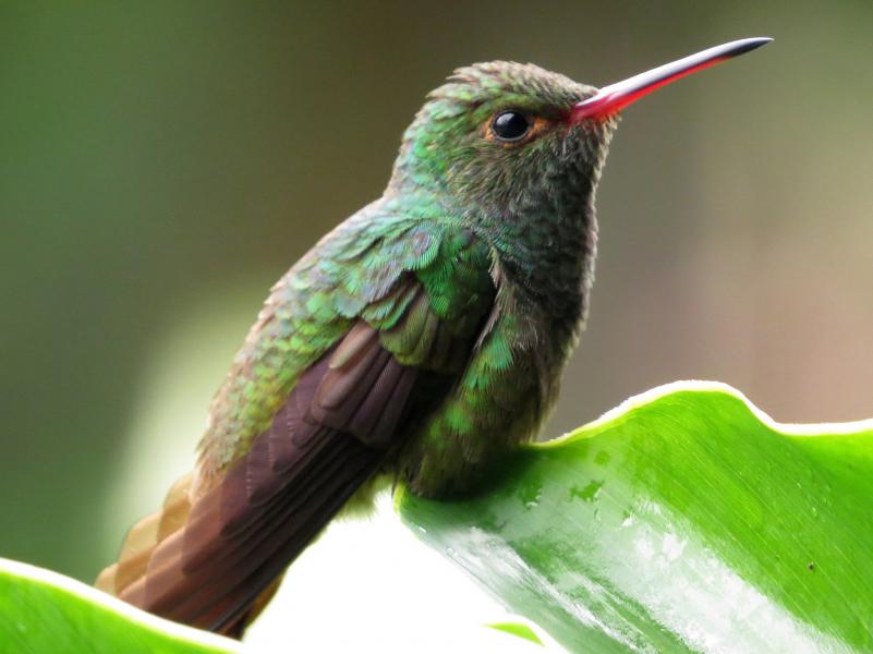 Belize V31EME DX News Hummingbird