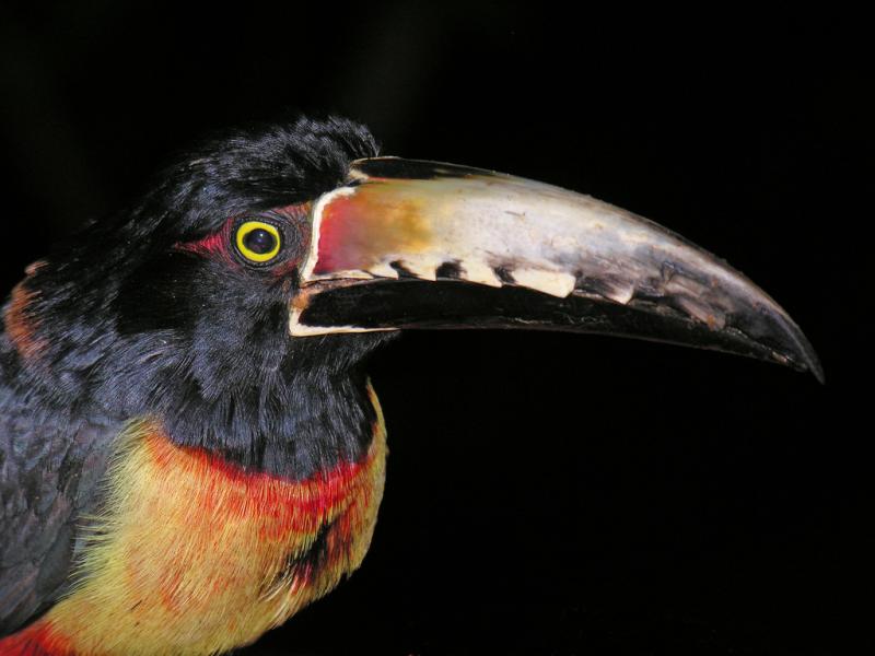Belize V31NJ DX News Collared Aracari Toucan, taken at DuPlooys Jungle Lodge.