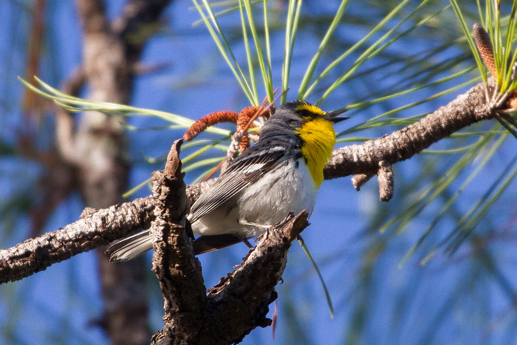 Белиз V31PS DX Новости Многоголосая пересмешка. Белиз V31PS DX Новости Многоголосая пересмешка.