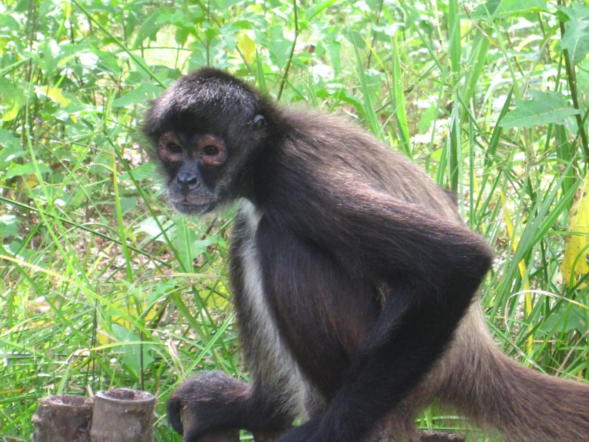 Белиз V31PS Туристические достопримечательности Белиз V31PS Туристические достопримечательности