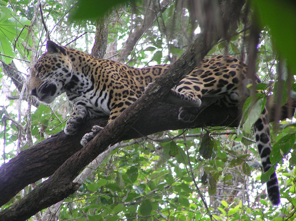 Белиз V31PS Ягуар Белиз V31PS Ягуар