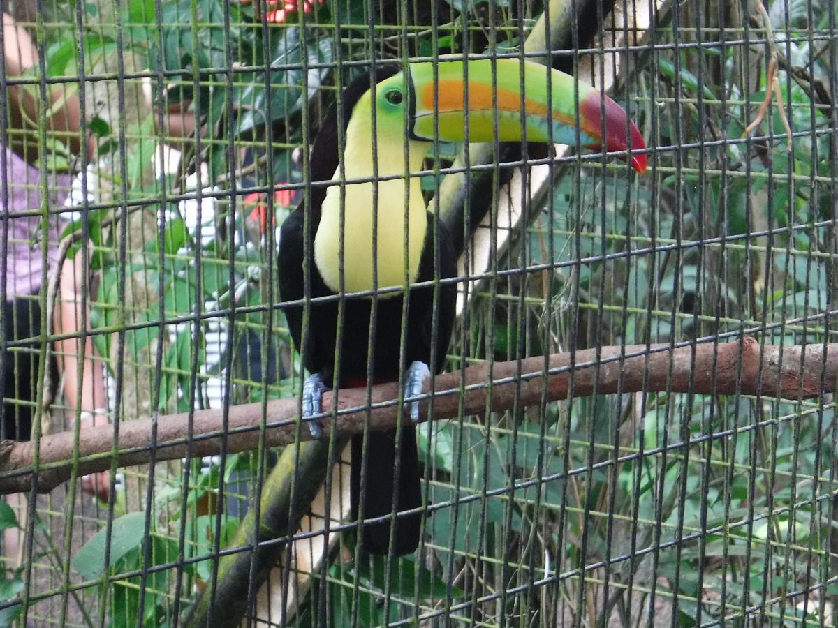 Зоопарк, Белиз Зоопарк, Белиз