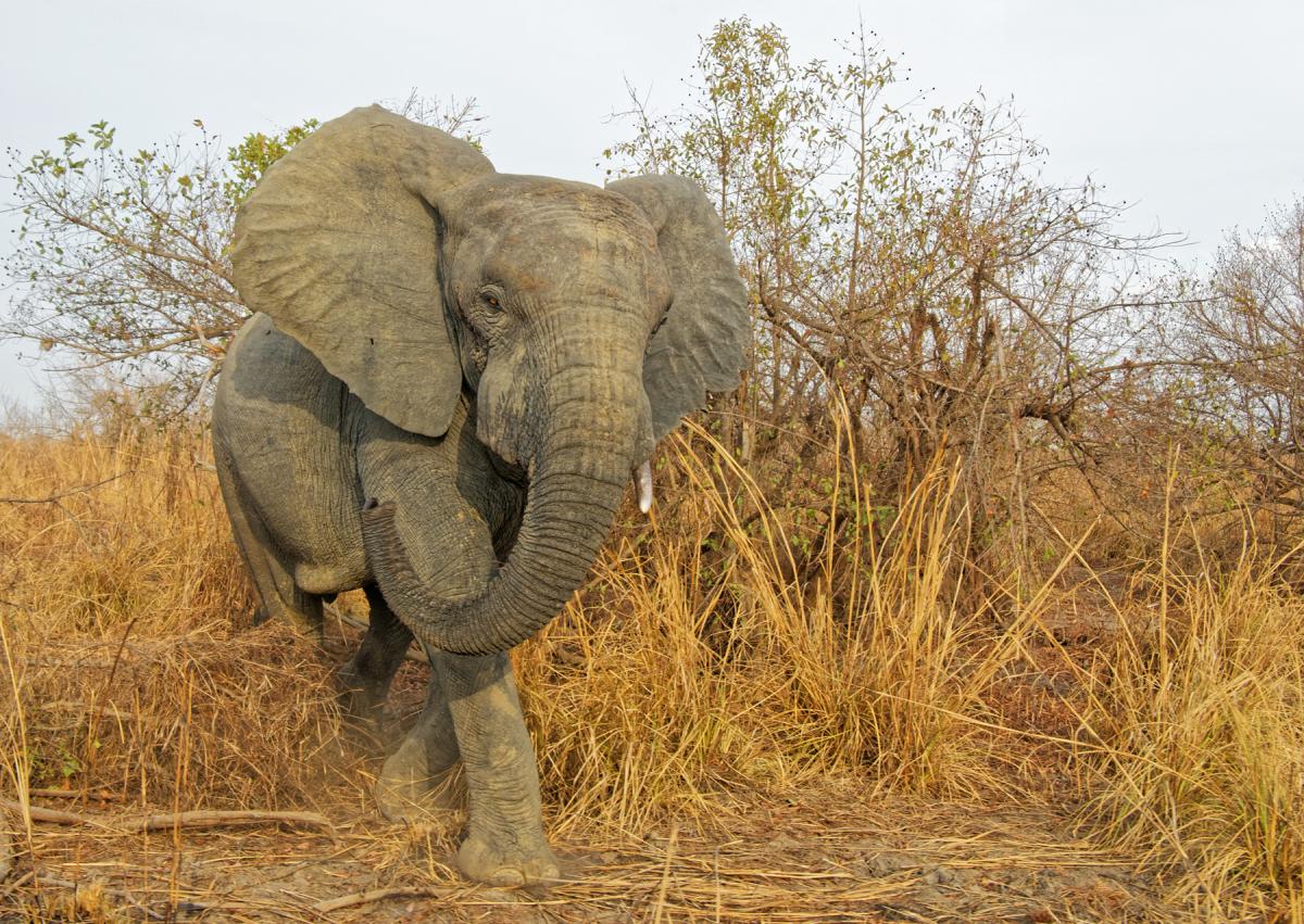 Слон, Национальный парк Пенджари, Бенин Слон, Национальный парк Пенджари, Бенин