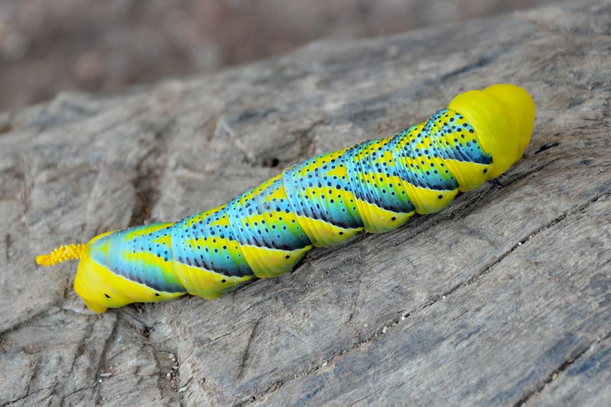 Ястребиный мотылек, Бенин Ястребиный мотылек, Бенин