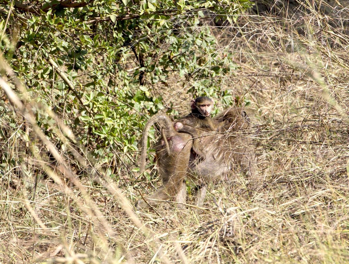 Бенин DX Бенин DX