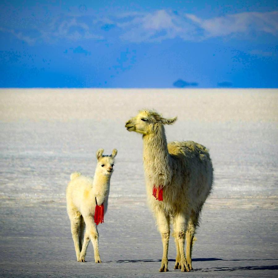 Ламы, Соленая пустыня Уюни, Боливия Ламы, Соленая пустыня Уюни, Боливия