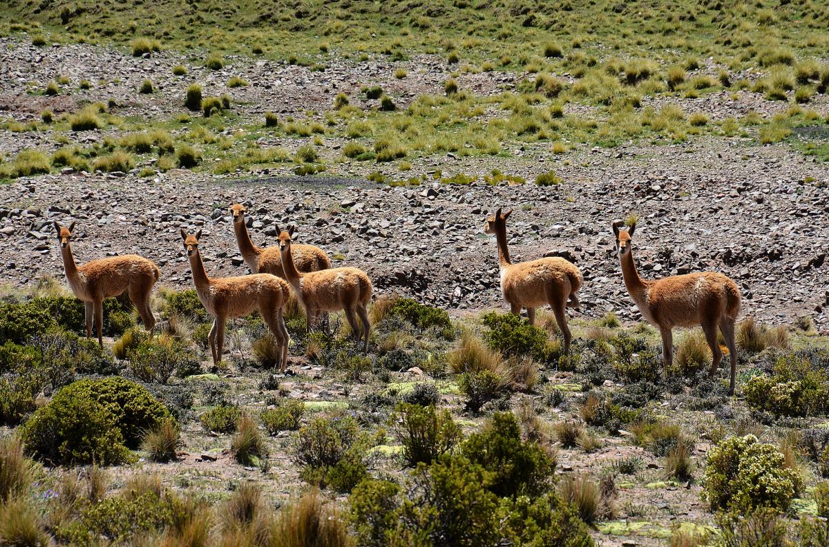 Ламы, Боливия Ламы, Боливия