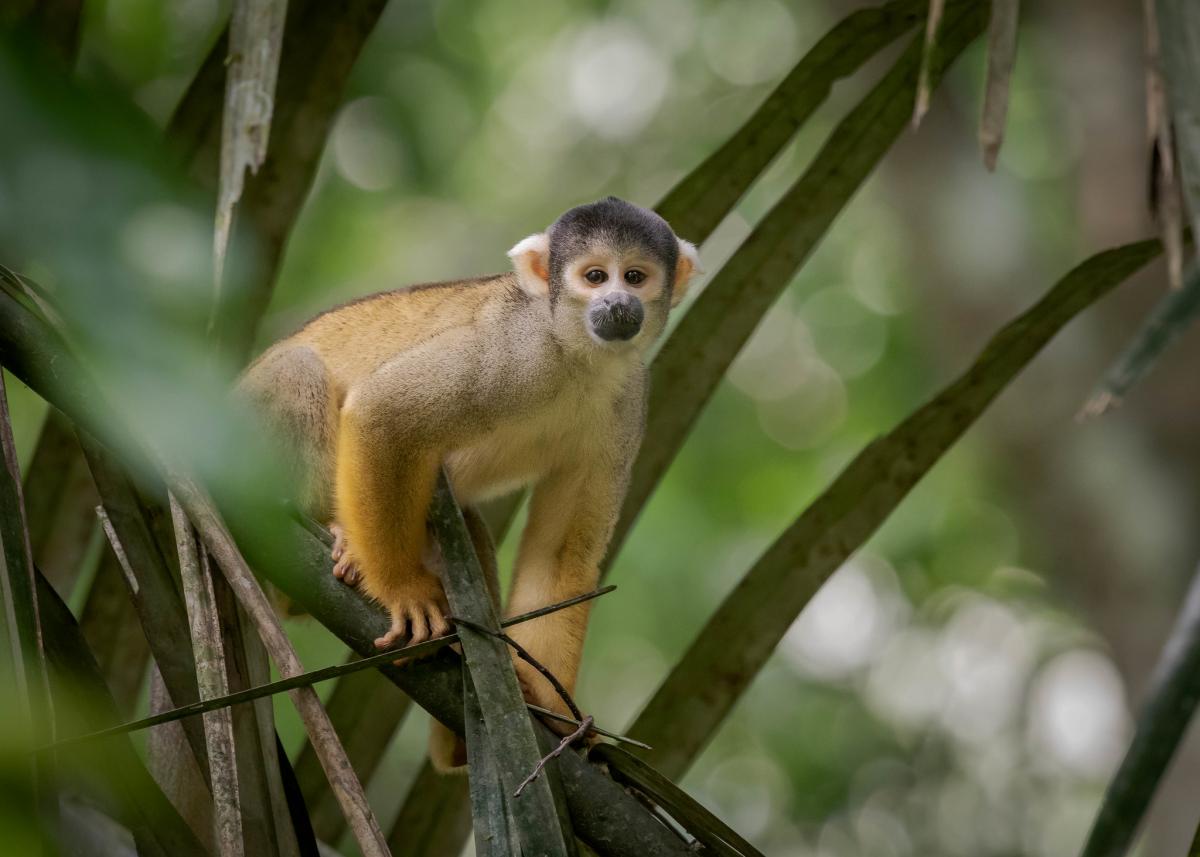 Беличья обезьяна, Национальный парк Мадиди, Боливия Беличья обезьяна, Национальный парк Мадиди, Боливия